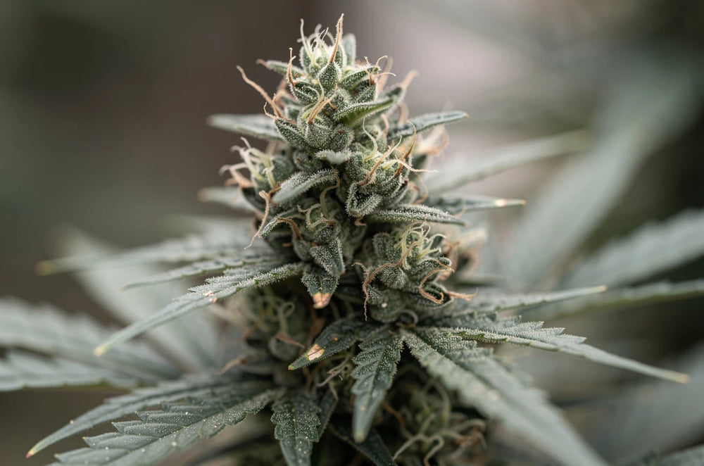 Exploring cbd flower: everything to know about hemp’s natural bloom blog-list-item 0