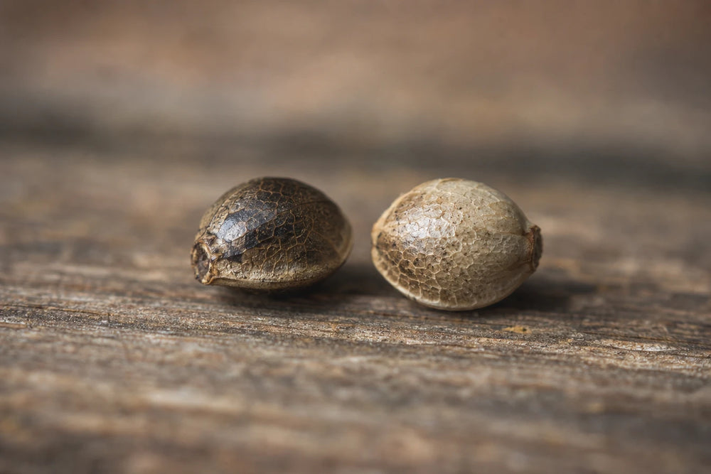 Phenotype and genotype: why can two CBD seeds from the same variety be different? blog-list-item 0
