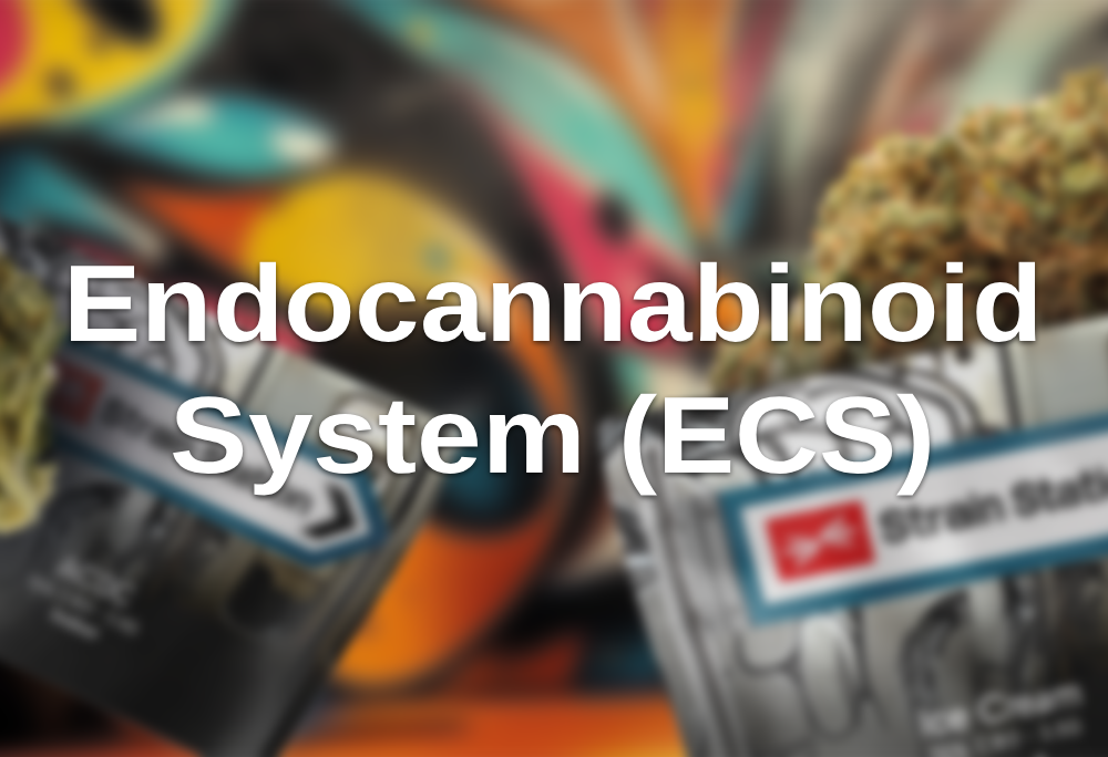 Endocannabinoid System (ECS)