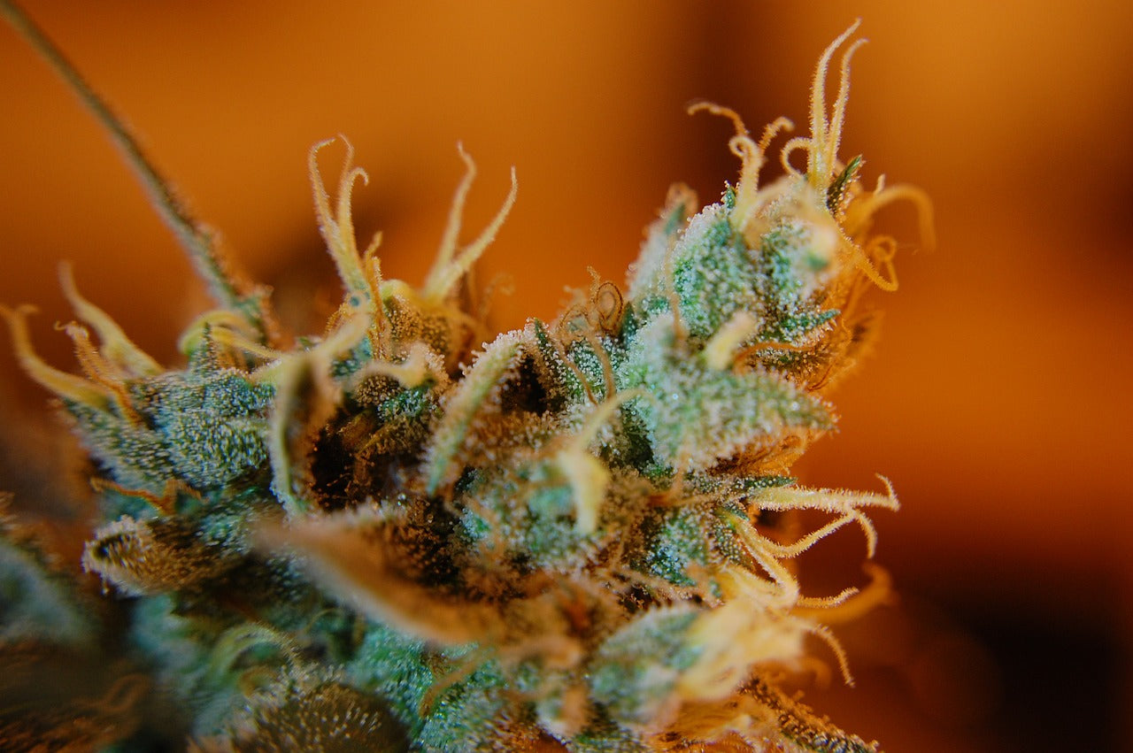 Terpenes, everything you need to know about these cannabis molecules