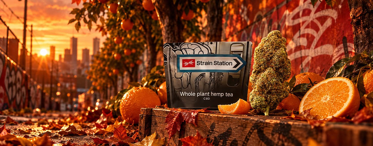 Fall for Orange Bud this autumn! slide 1
