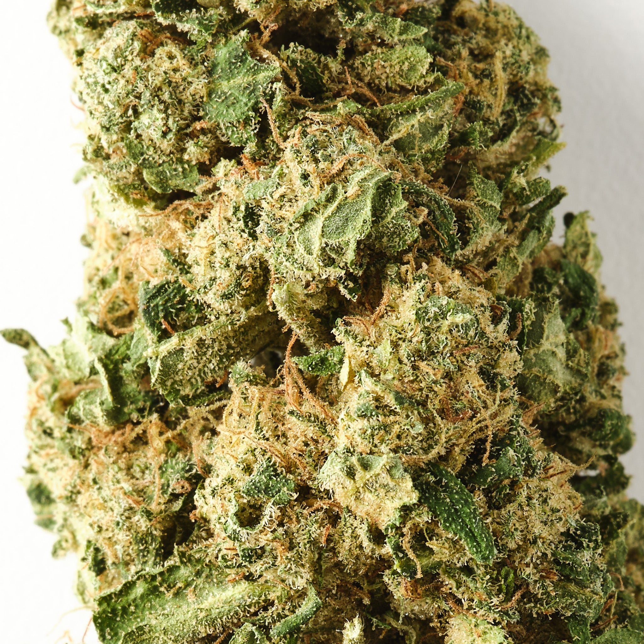 Chocolope / CBD Flower / Glasshouse1