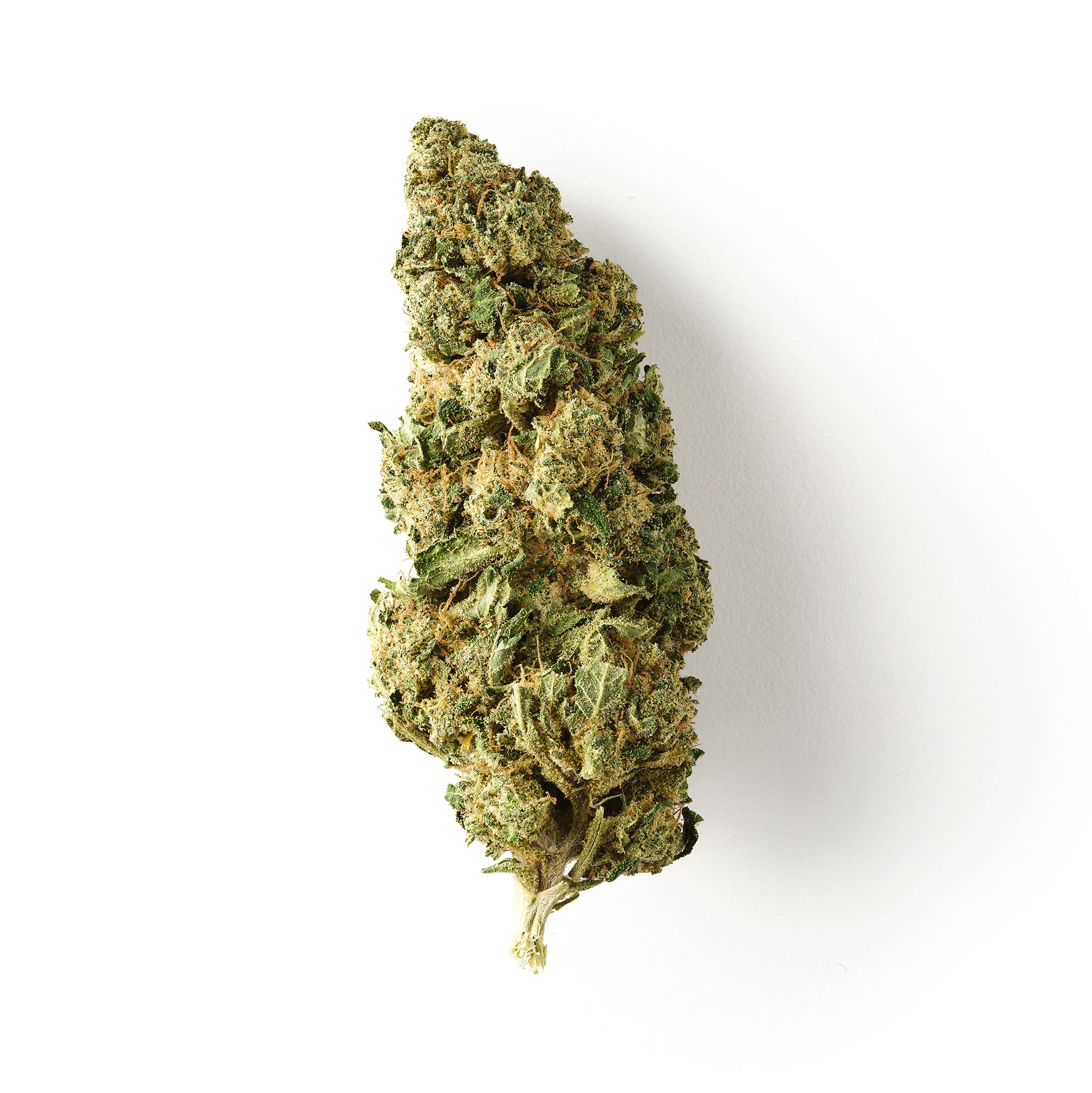 Chocolope / CBD Flower / Glasshouse0