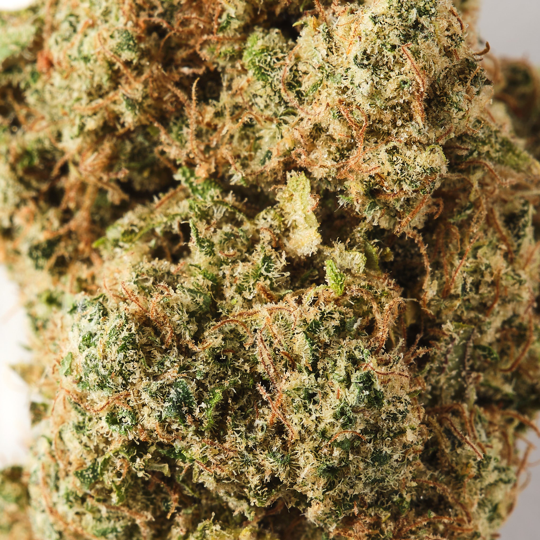 FOG (Fear of God) CBD Flower – Premium Gas-Packed Strain | Strain Station1