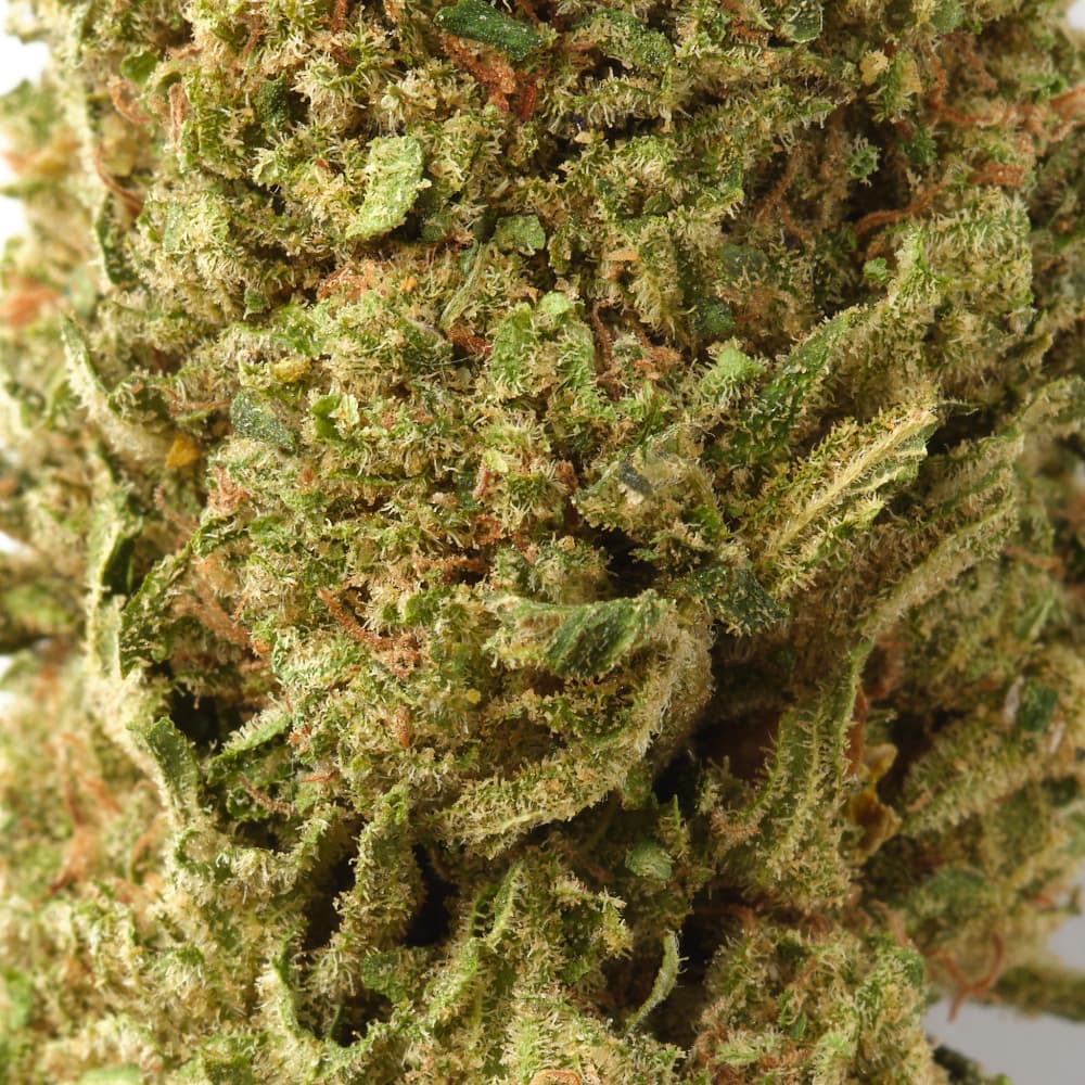 Mango Kush / CBD Flower / Glasshouse1