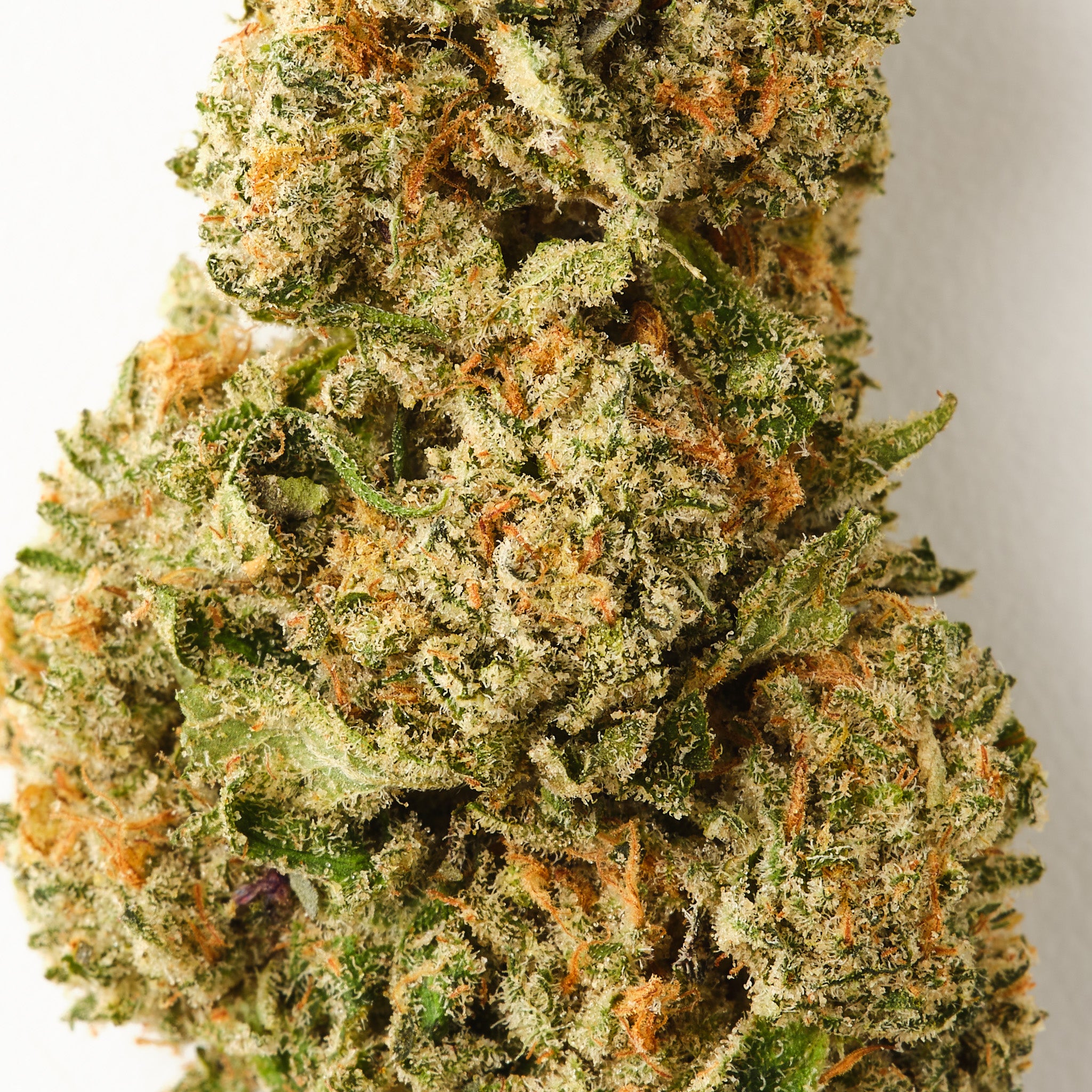 Snowing In The Dam / CBD Flower / Indoor1